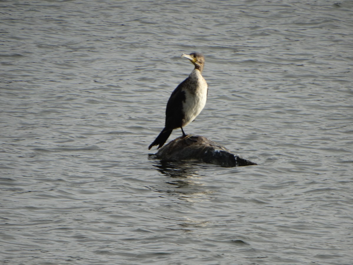 Great Cormorant - ML643194762