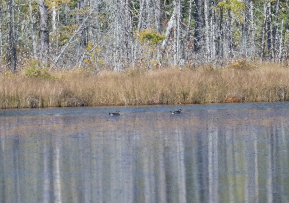duck sp. - ML643194768