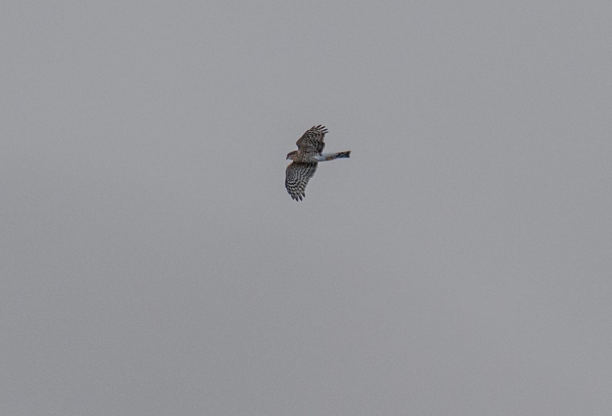 Sharp-shinned Hawk - ML643194779
