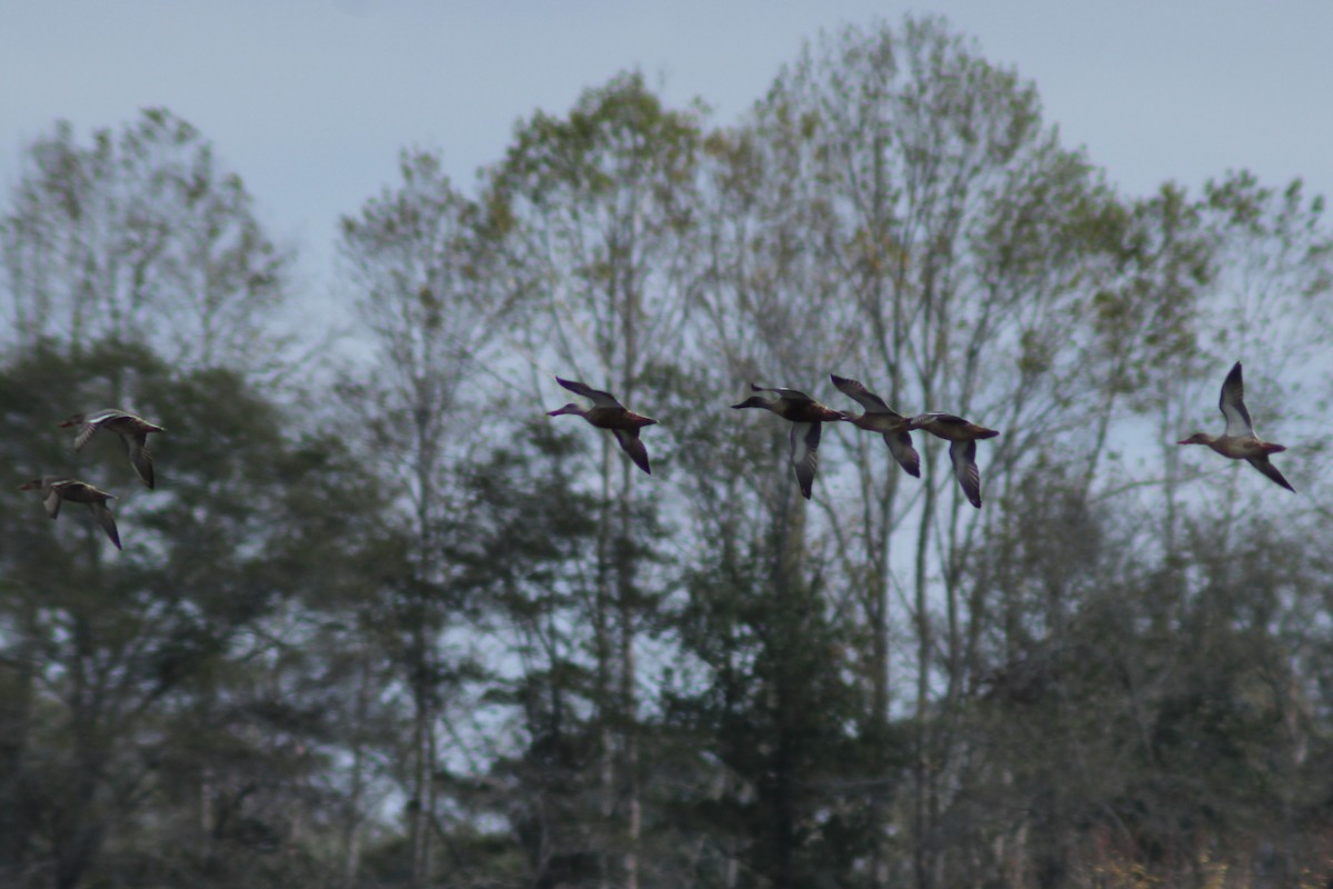 Northern Shoveler - ML643194804