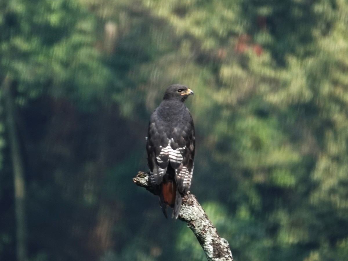 Augur Buzzard (Augur) - ML643194809