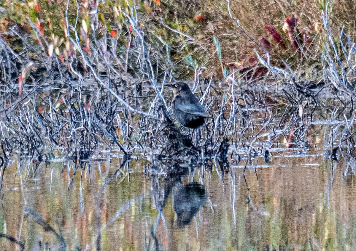Rusty Blackbird - ML643194835