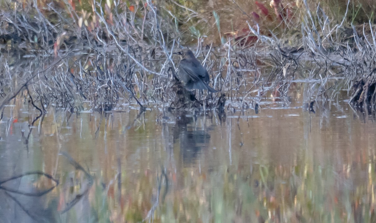 Rusty Blackbird - ML643194836