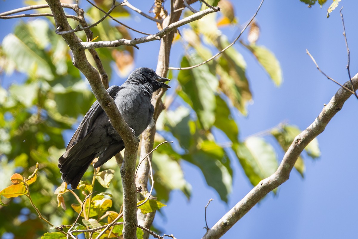 Sunda Cuckooshrike - ML643194839