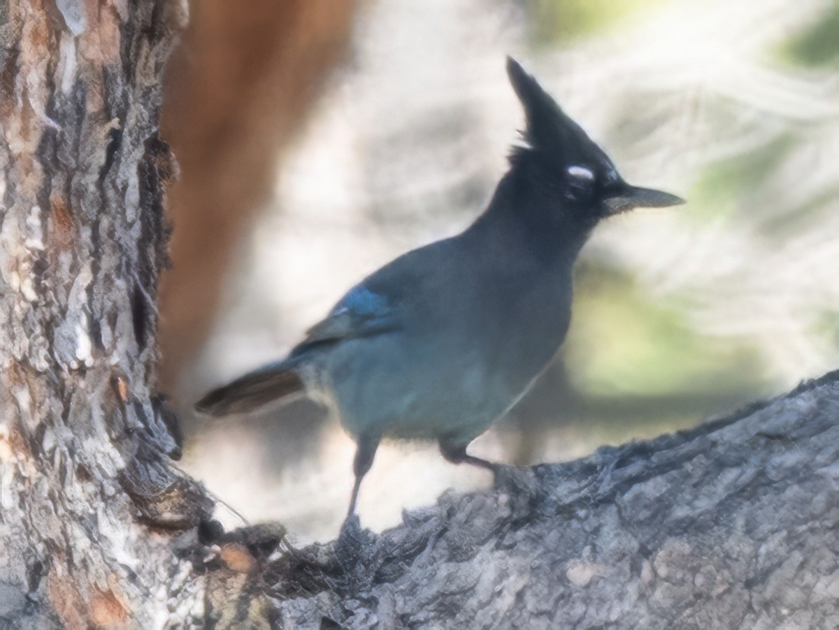 Steller's Jay - ML643194840