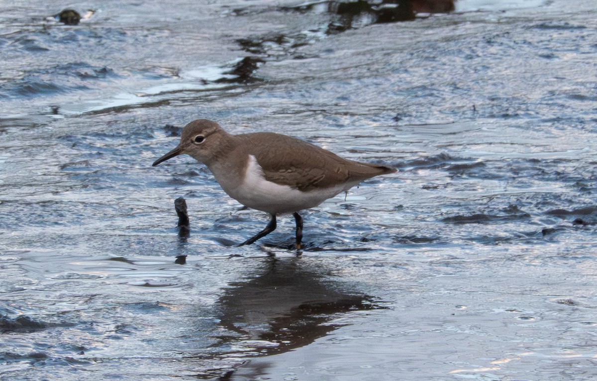 Spotted Sandpiper - ML643194844