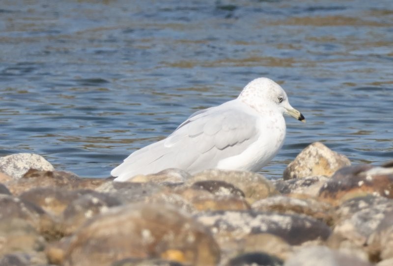 Ring-billed Gull - ML643194853