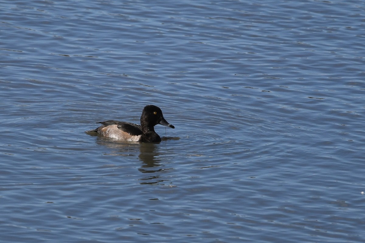 環頸潛鴨 - ML643194909