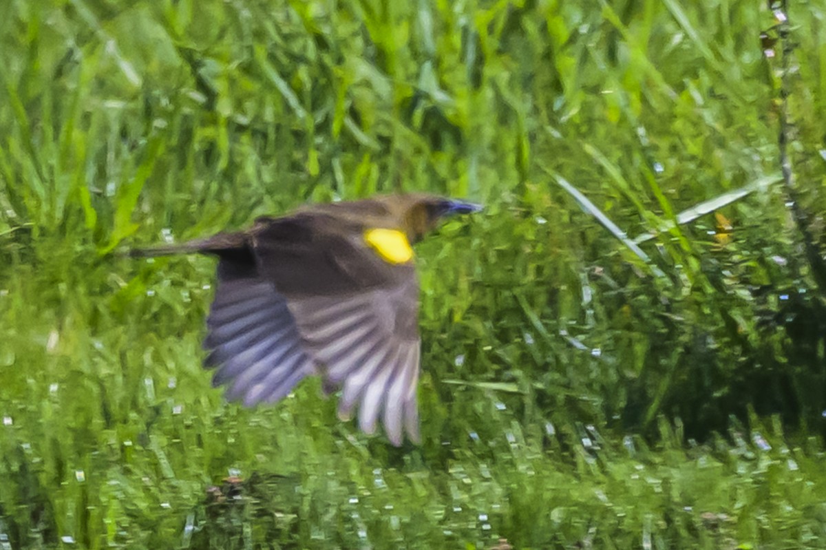 Brown-and-yellow Marshbird - ML643194910