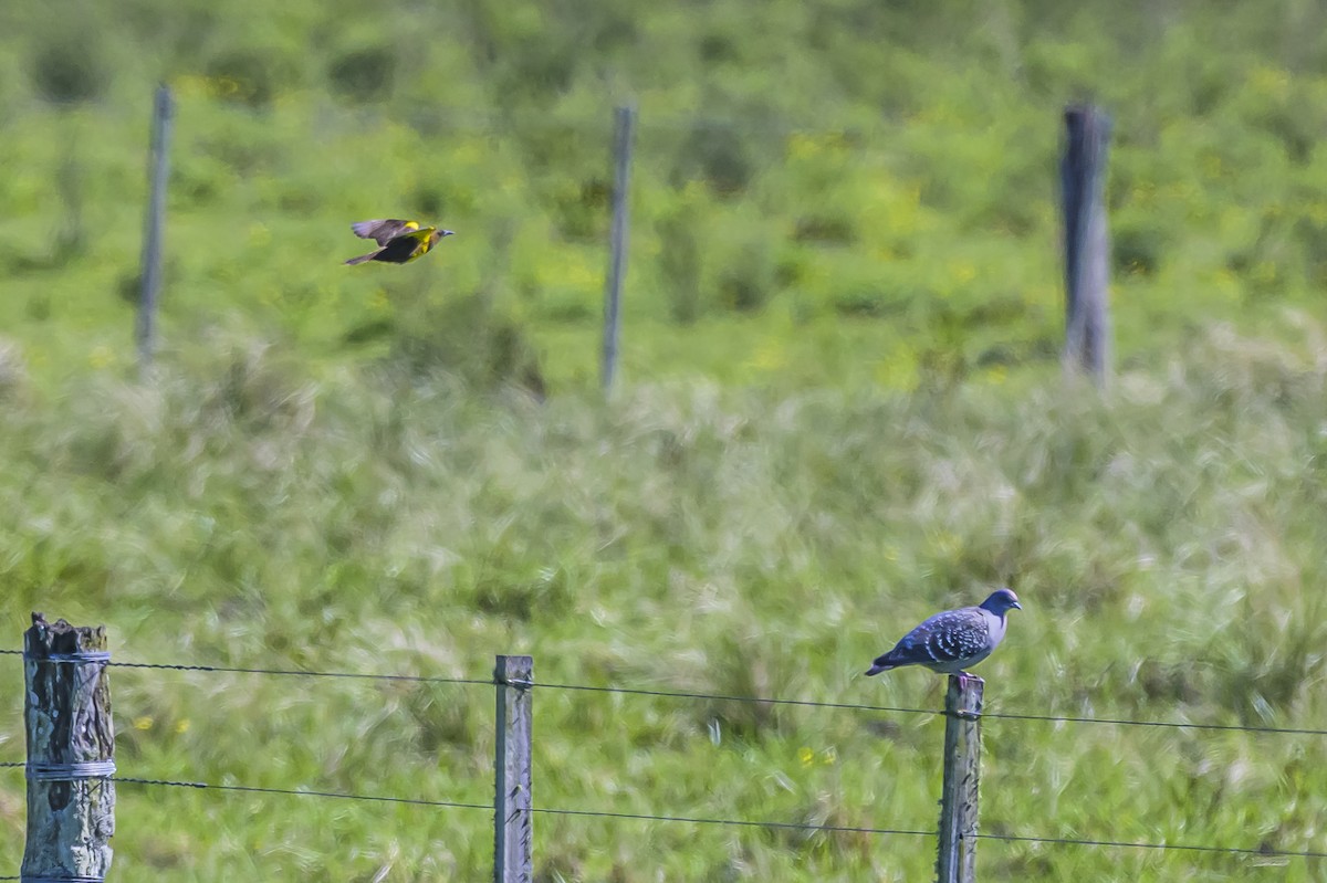 Brown-and-yellow Marshbird - ML643194915