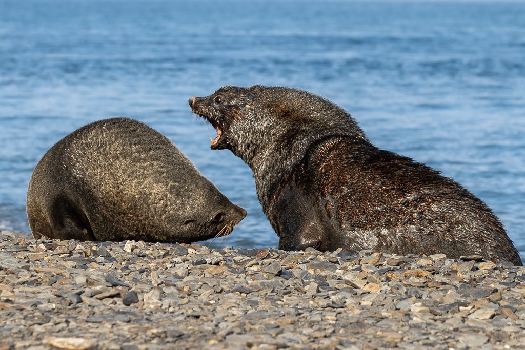 Antarctic Fur Seal - ML643194934