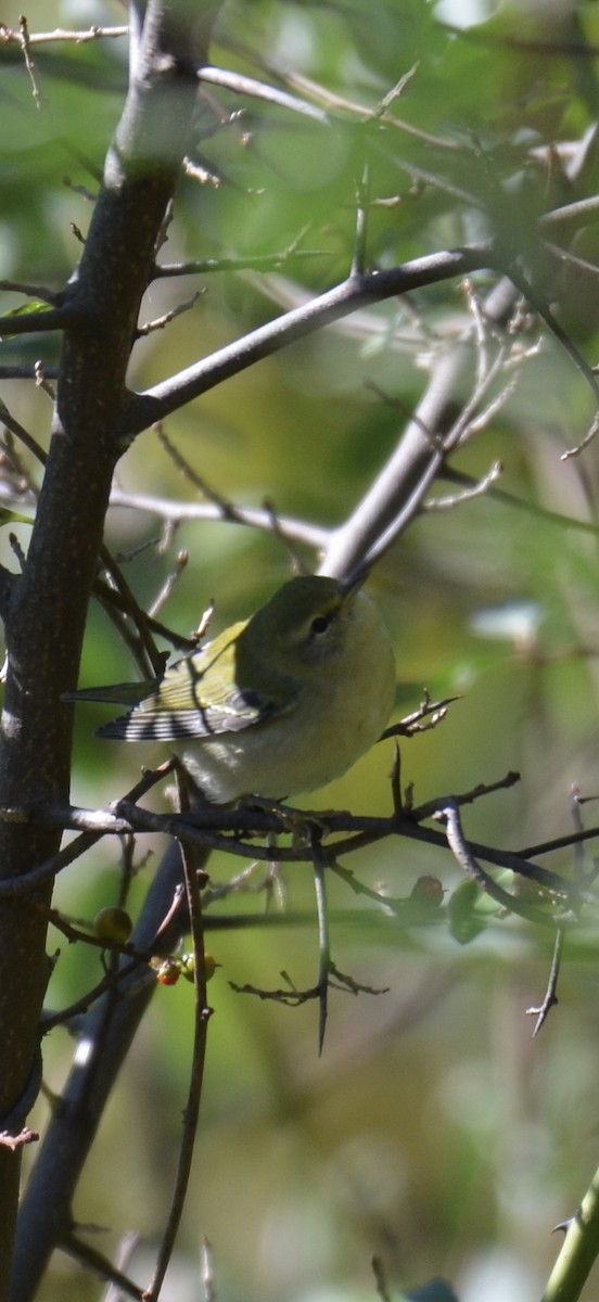 møllparula - ML643194957
