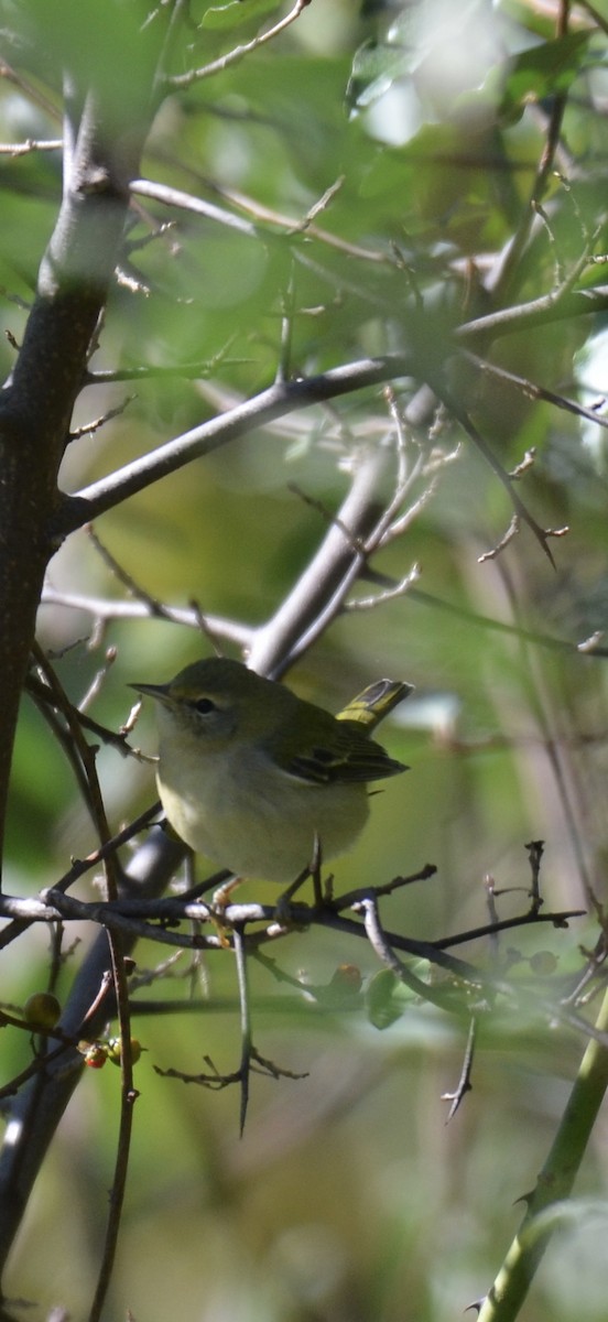 møllparula - ML643194958