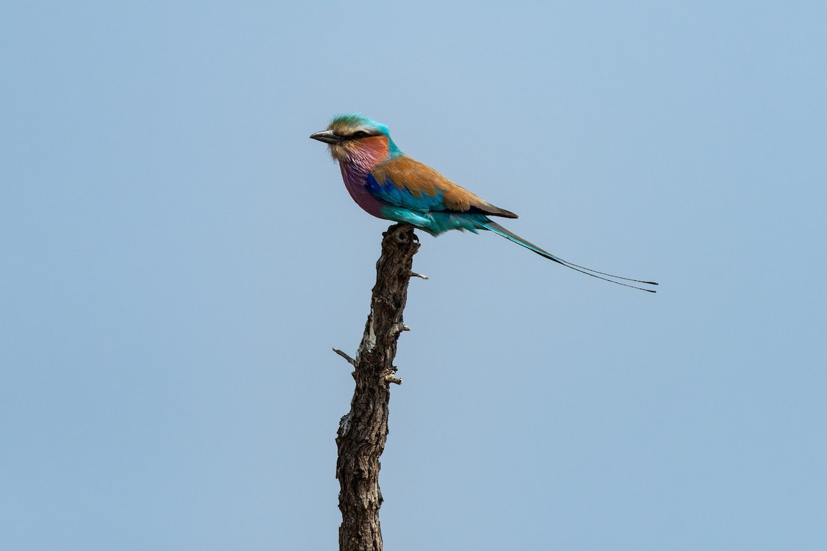 Lilac-breasted Roller - ML643194965