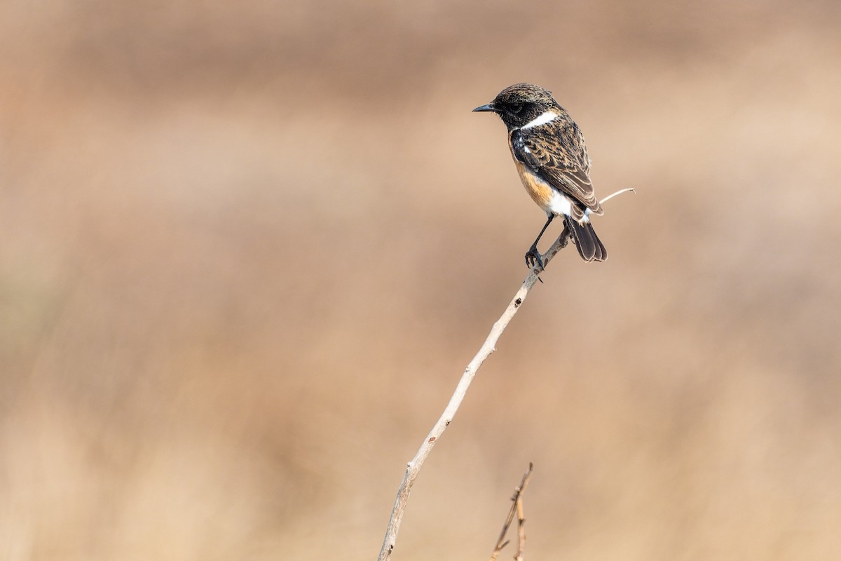 African Stonechat - ML643194988
