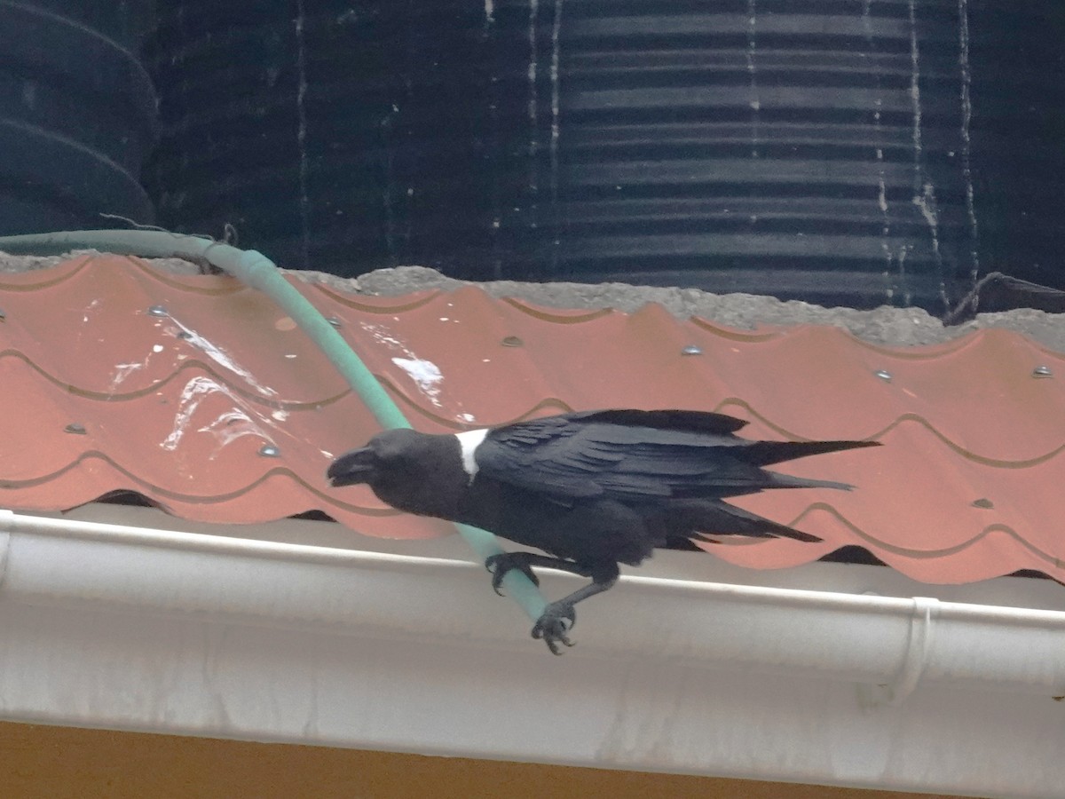 White-necked Raven - ML643195030
