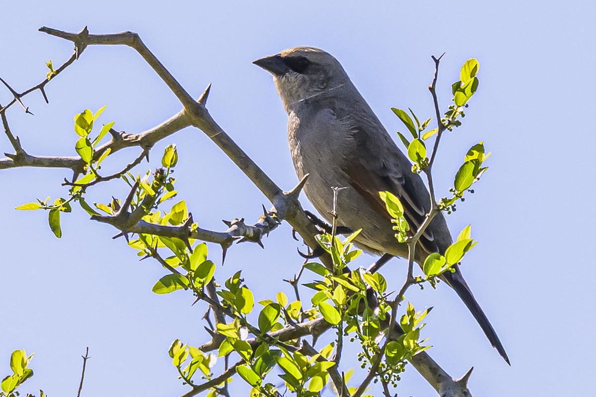 Grayish Baywing - ML643195031