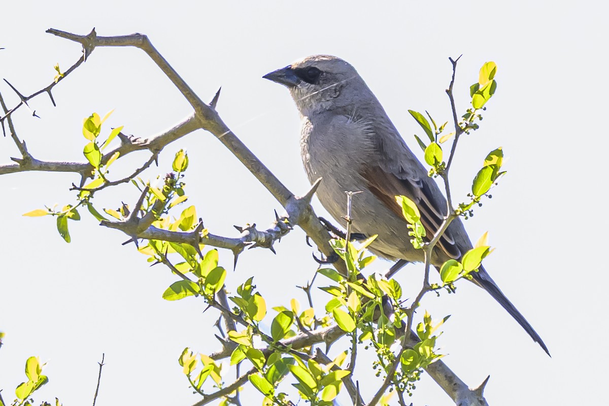 Grayish Baywing - ML643195032