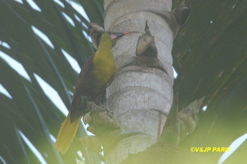 Amazon Oropendulası - ML643195033