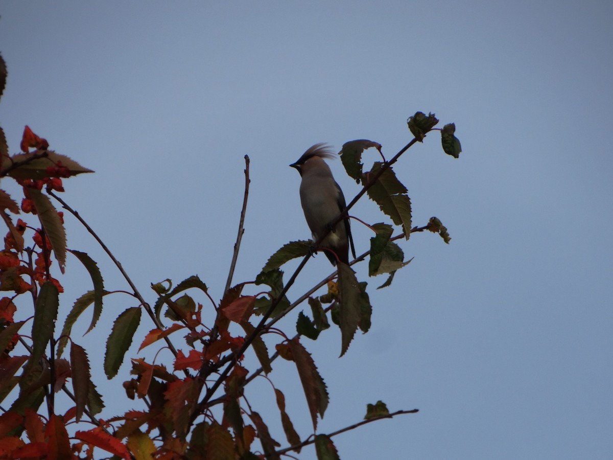 Bohemian Waxwing - ML643195036