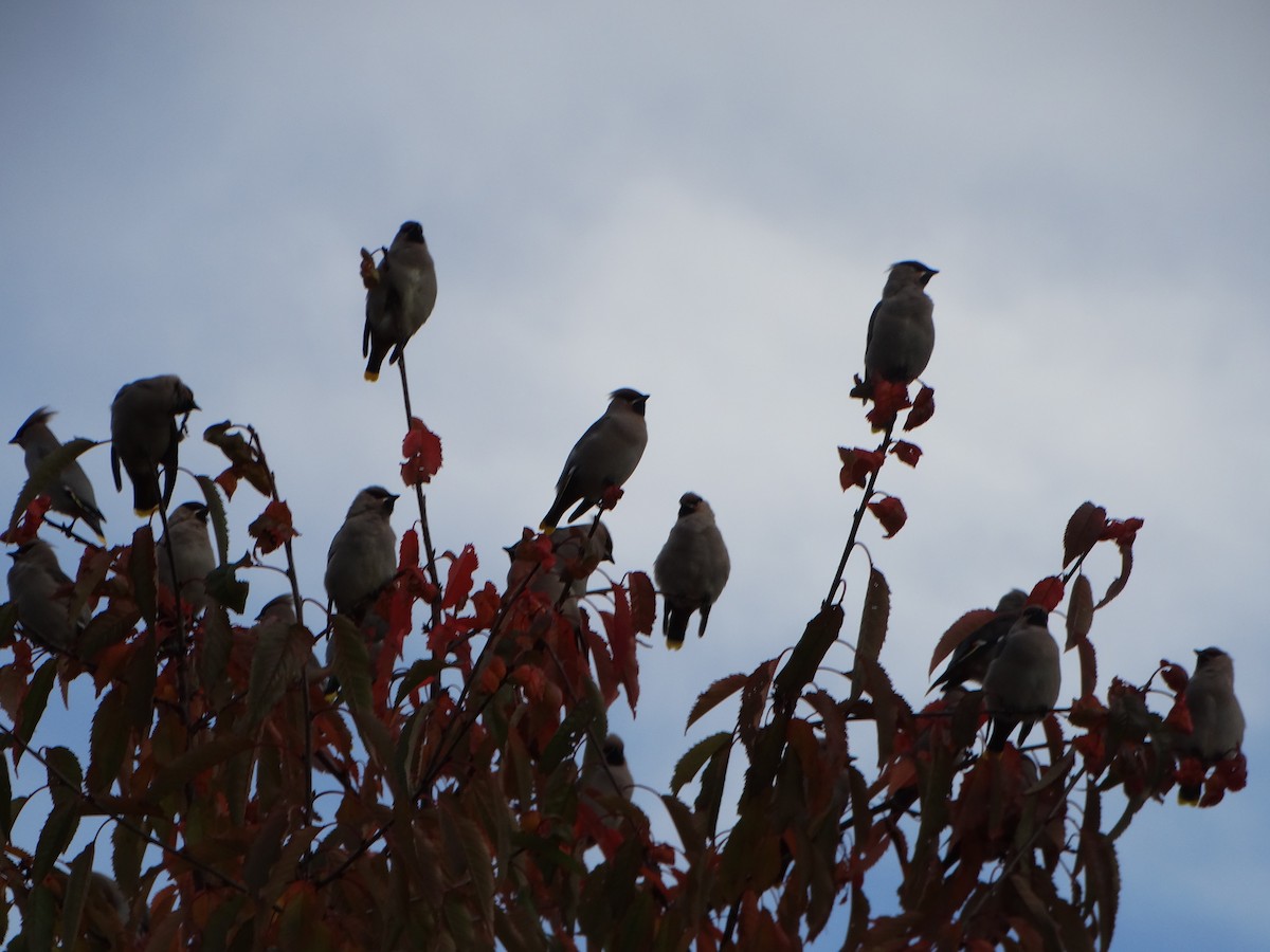 Bohemian Waxwing - ML643195038