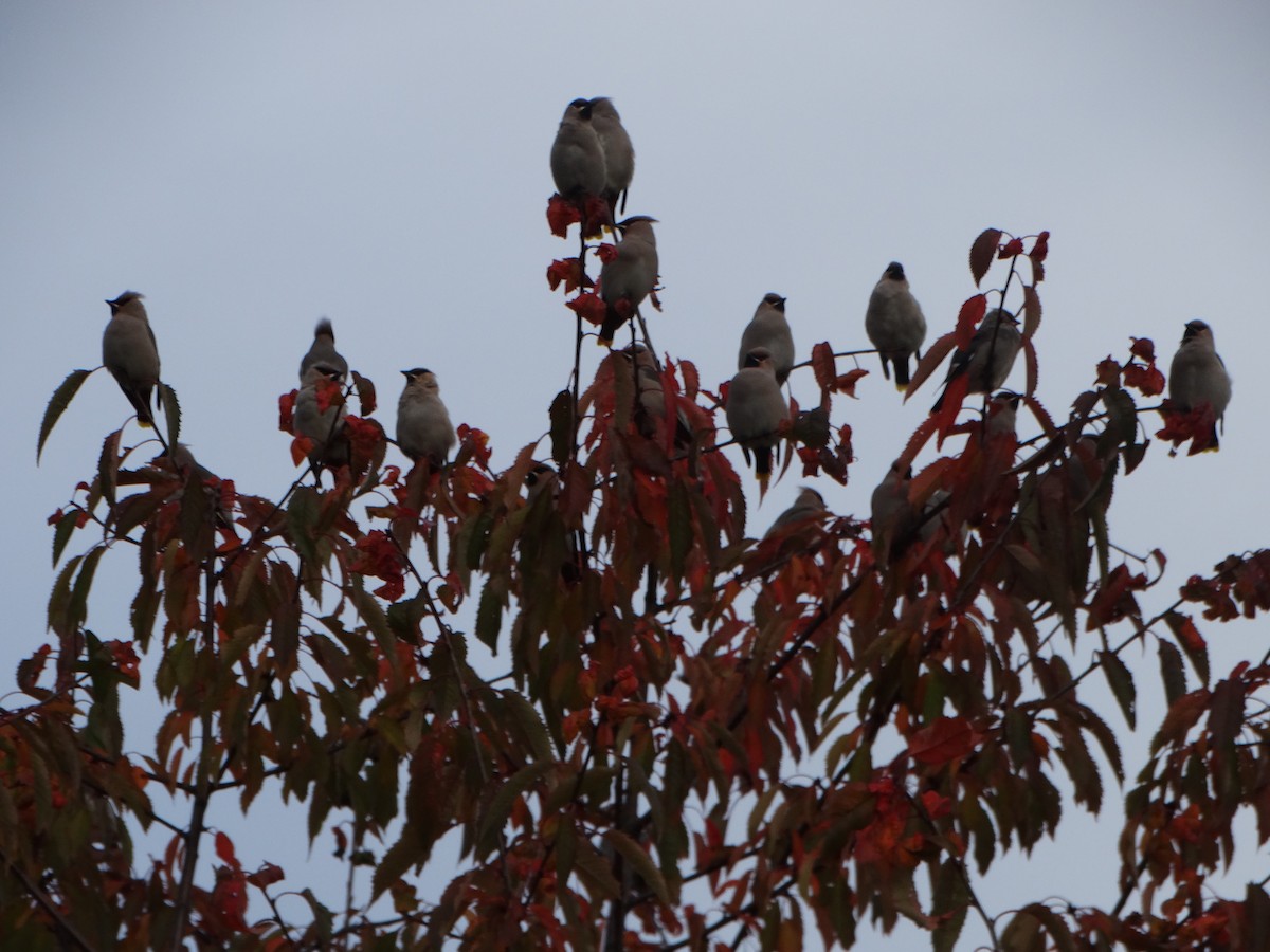 Bohemian Waxwing - ML643195039