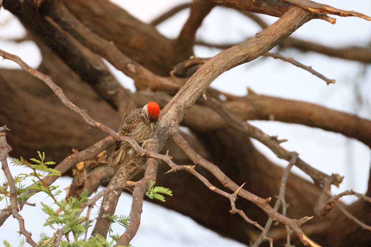 Cardinal Woodpecker - ML643195043