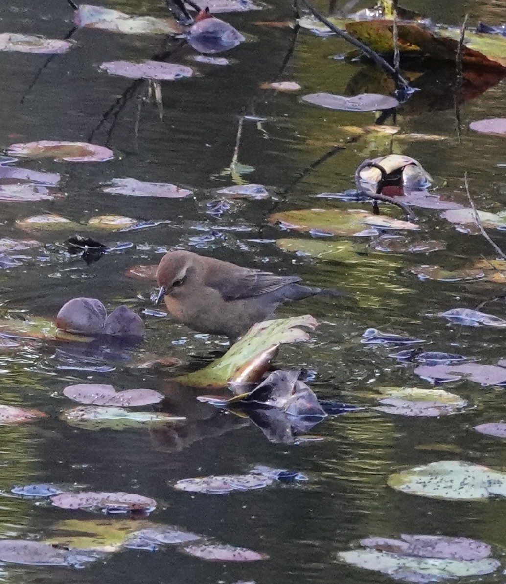 Rusty Blackbird - ML643195047