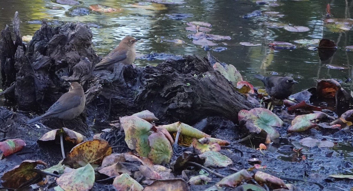 Rusty Blackbird - ML643195048