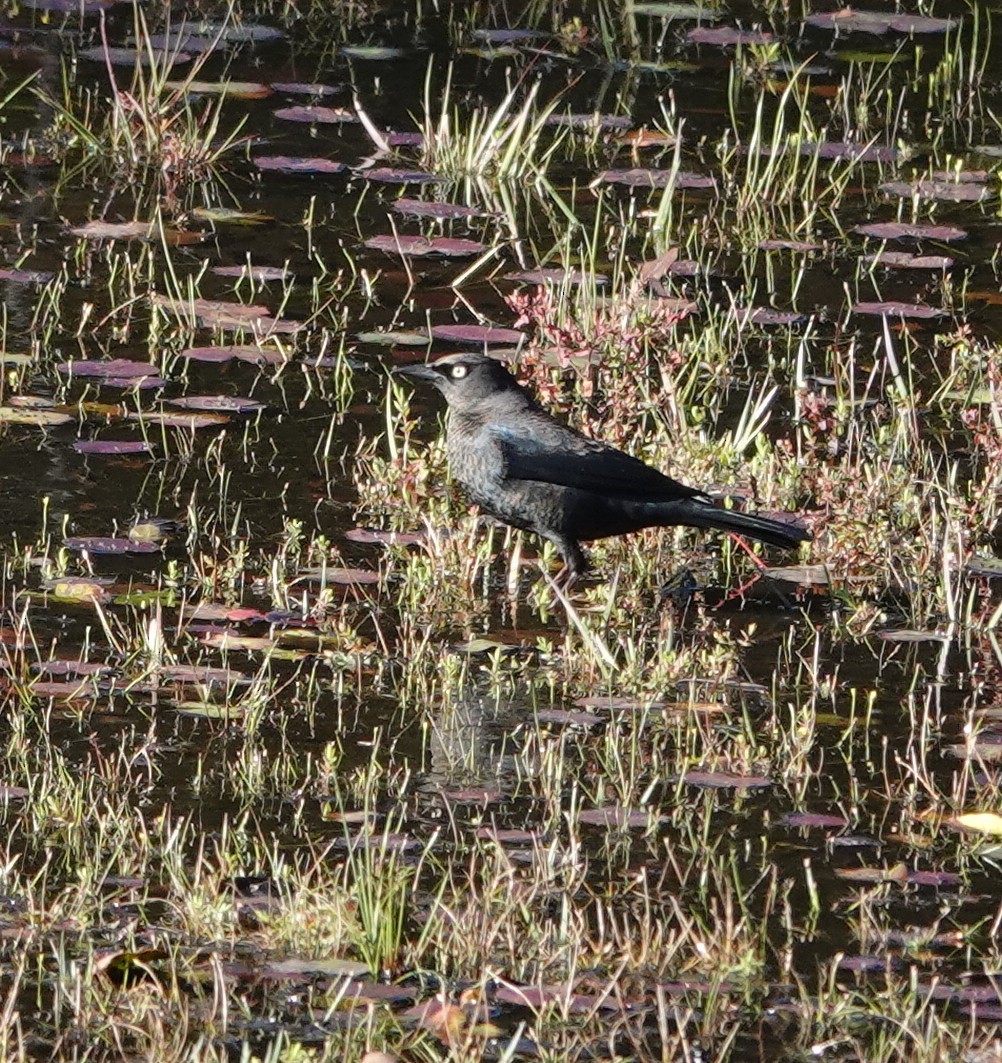 Rusty Blackbird - ML643195049