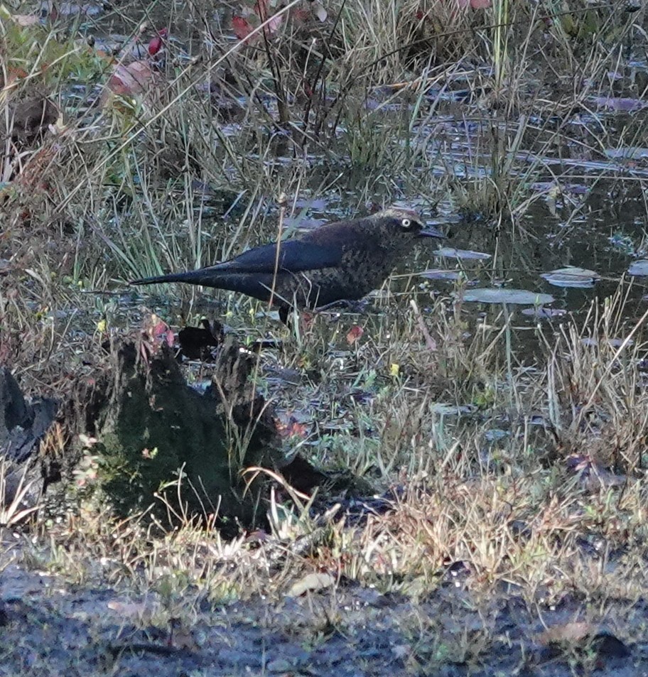 Rusty Blackbird - ML643195050