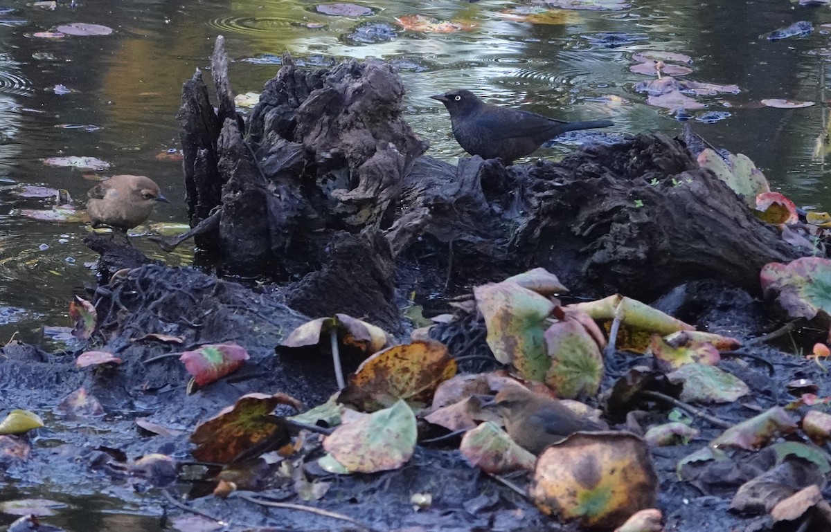 Rusty Blackbird - ML643195051