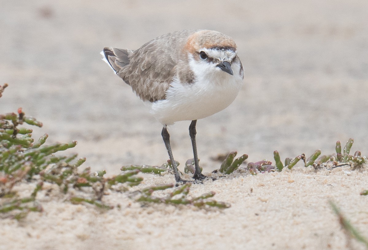 Red-capped Plover - ML643195064