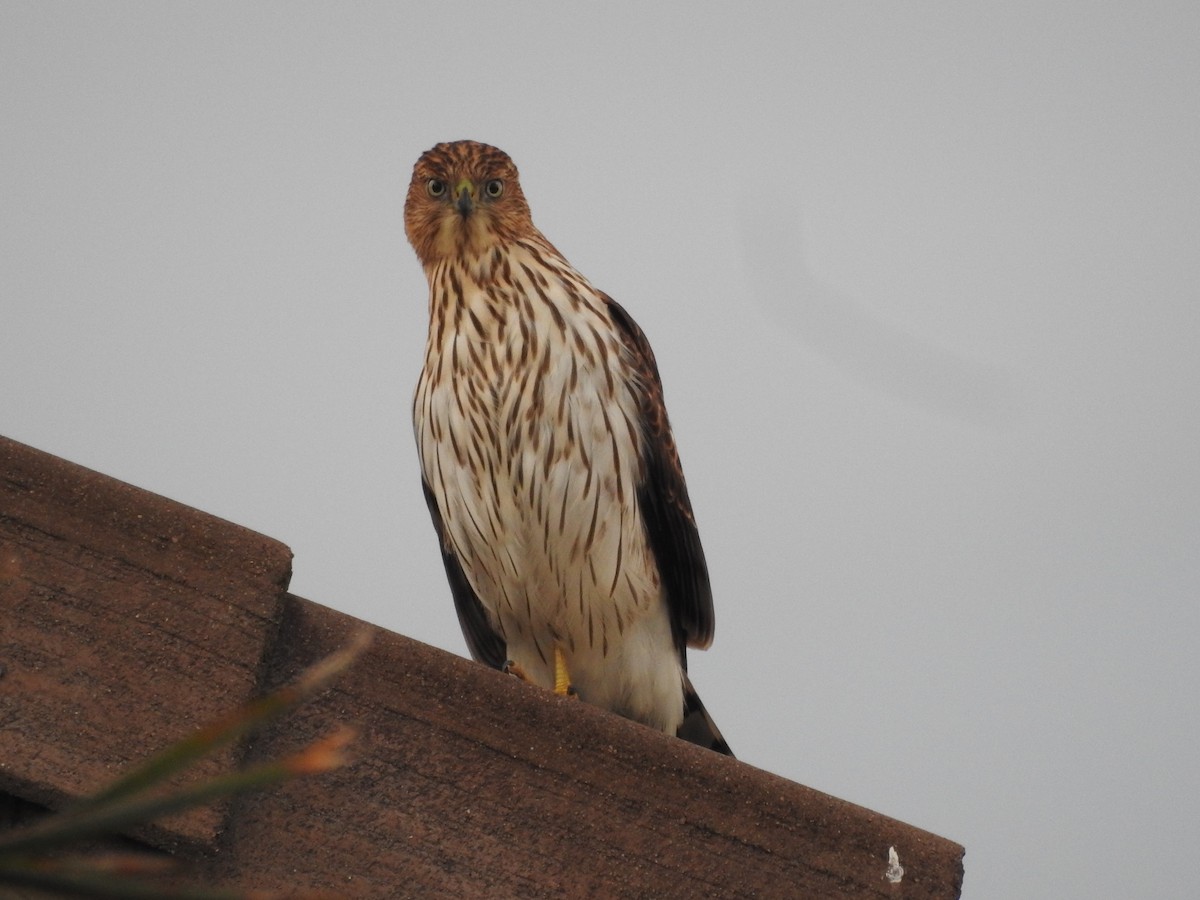Cooper's Hawk - ML643195066