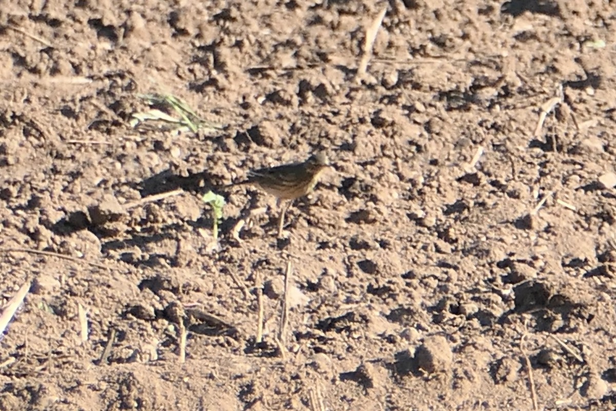 American Pipit - ML643195067