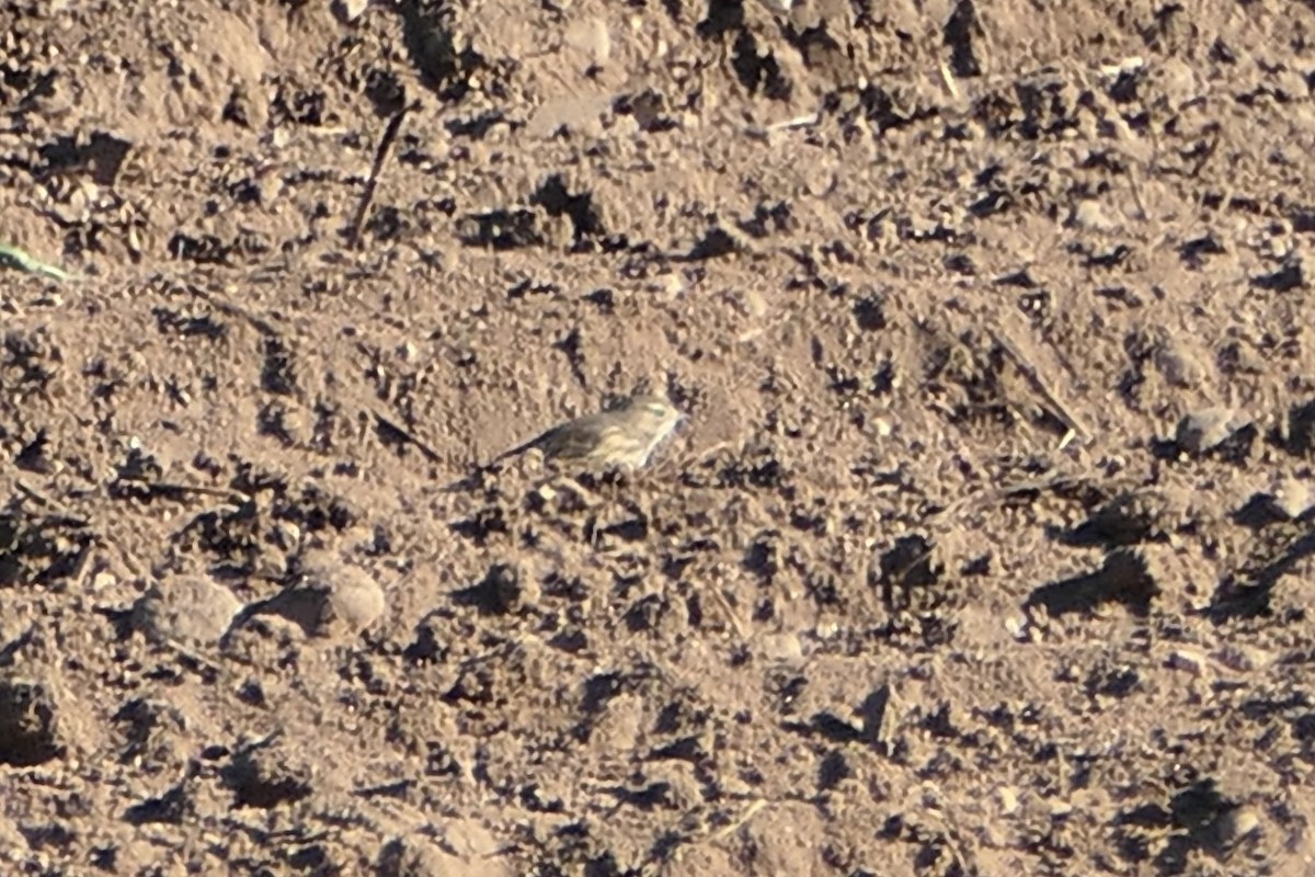 American Pipit - ML643195068