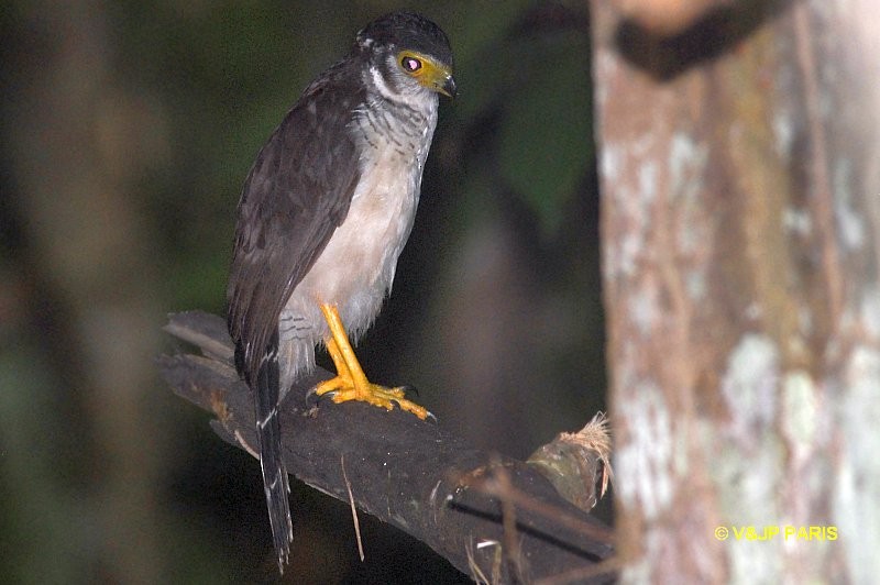 Barred Forest-Falcon - ML643195069