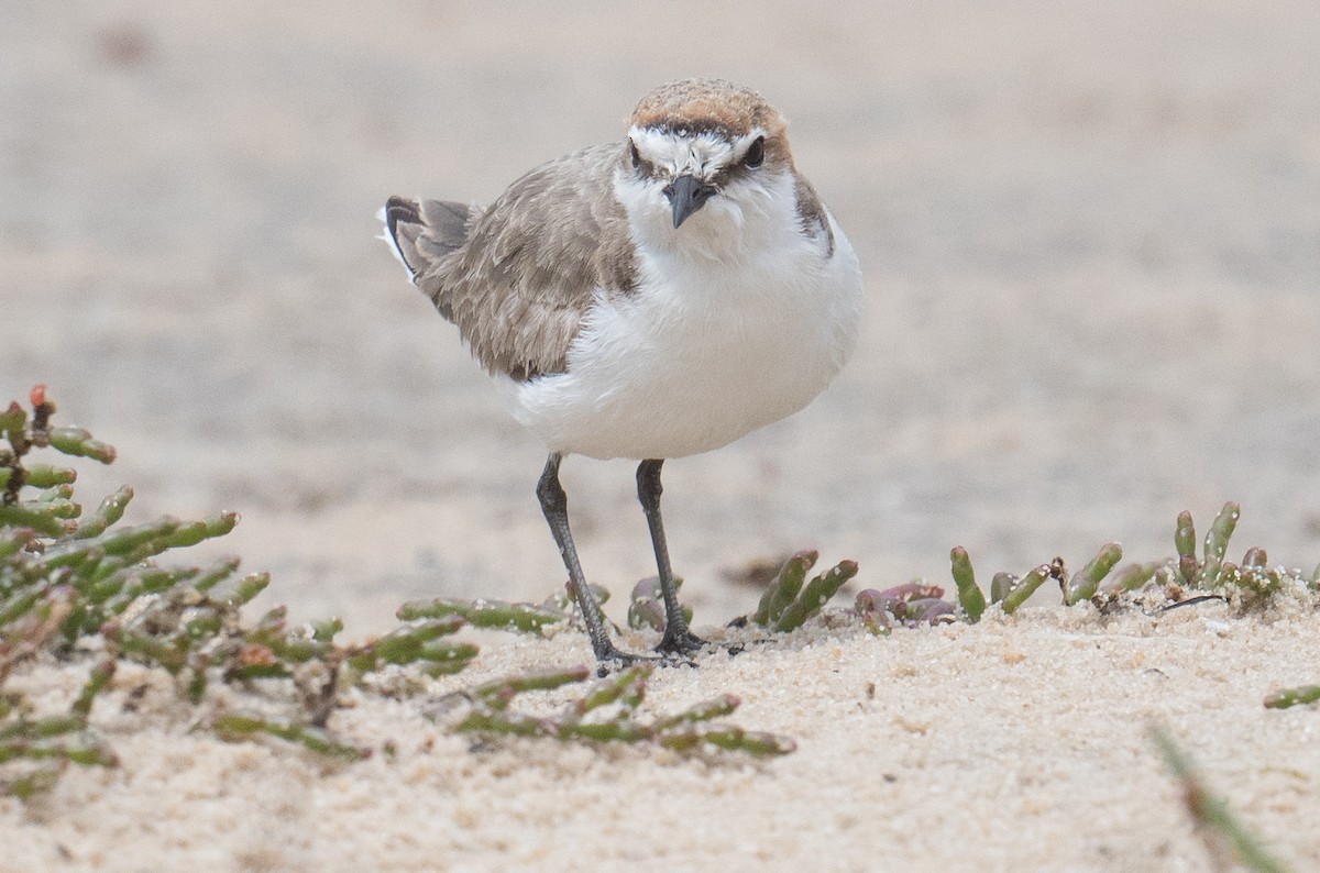 Red-capped Plover - ML643195071