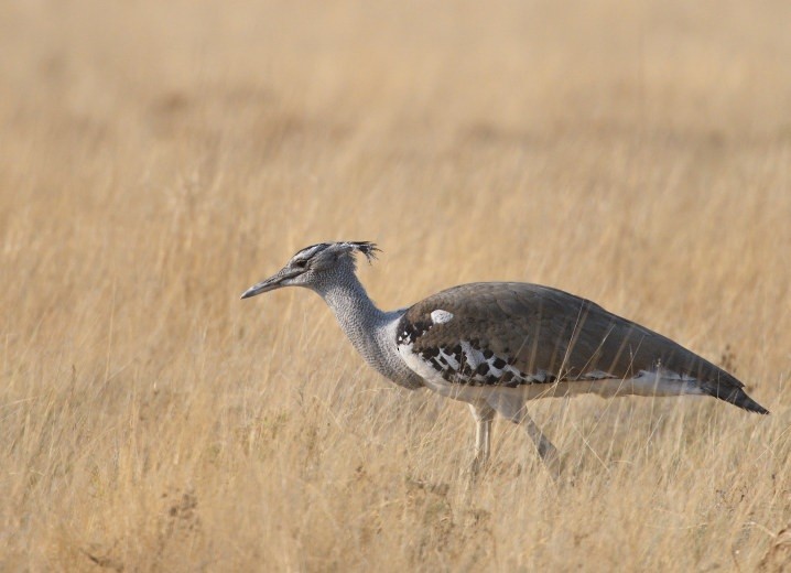 Kori Bustard - ML643195115