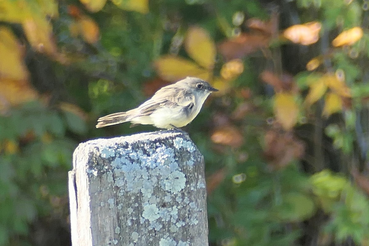 Eastern Phoebe - ML643195120