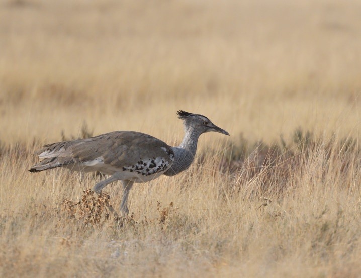 Kori Bustard - ML643195122