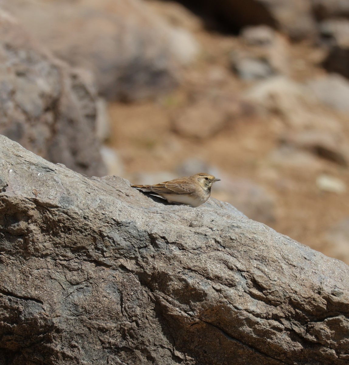 Horned Lark - ML643195127