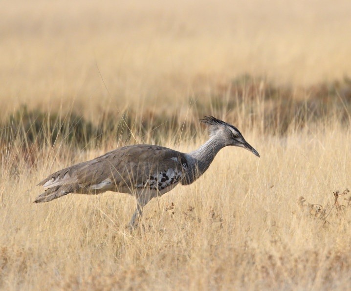 Kori Bustard - ML643195132