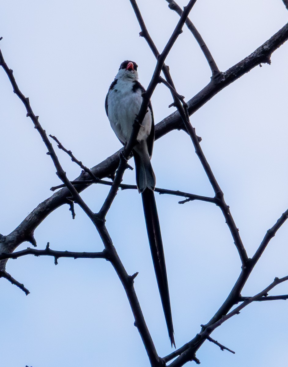 Pin-tailed Whydah - ML643195138