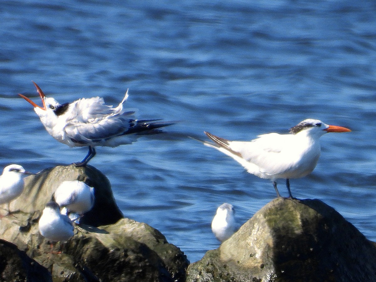 Royal Tern - ML643195139
