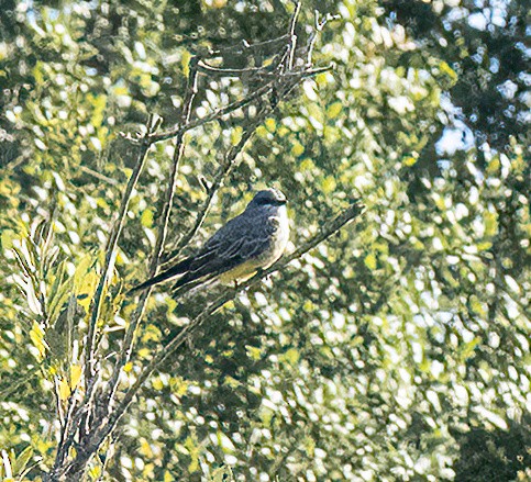 Cassin's Kingbird - ML643195140