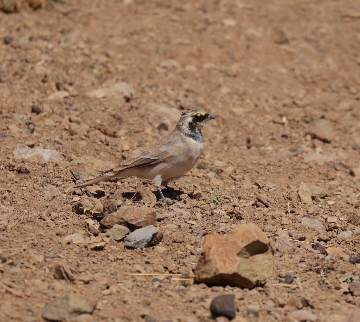 Horned Lark - ML643195142