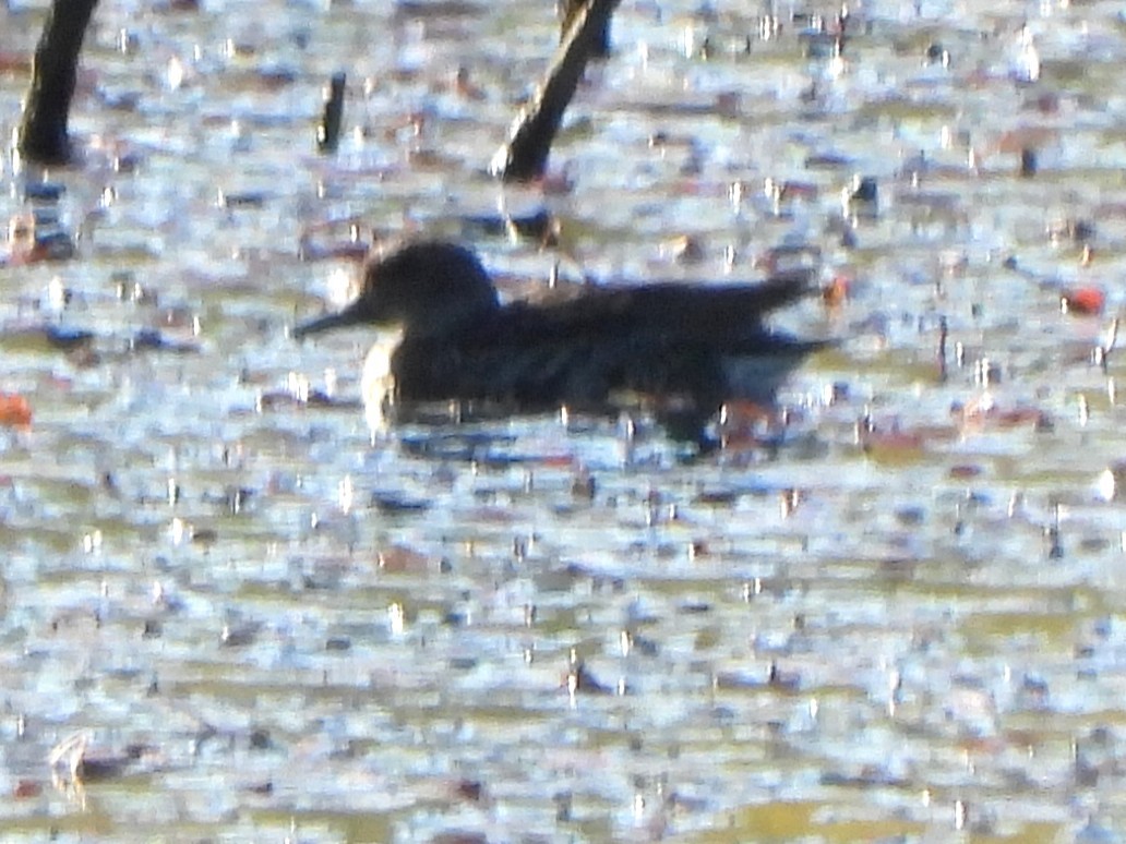 Green-winged Teal - ML643195143