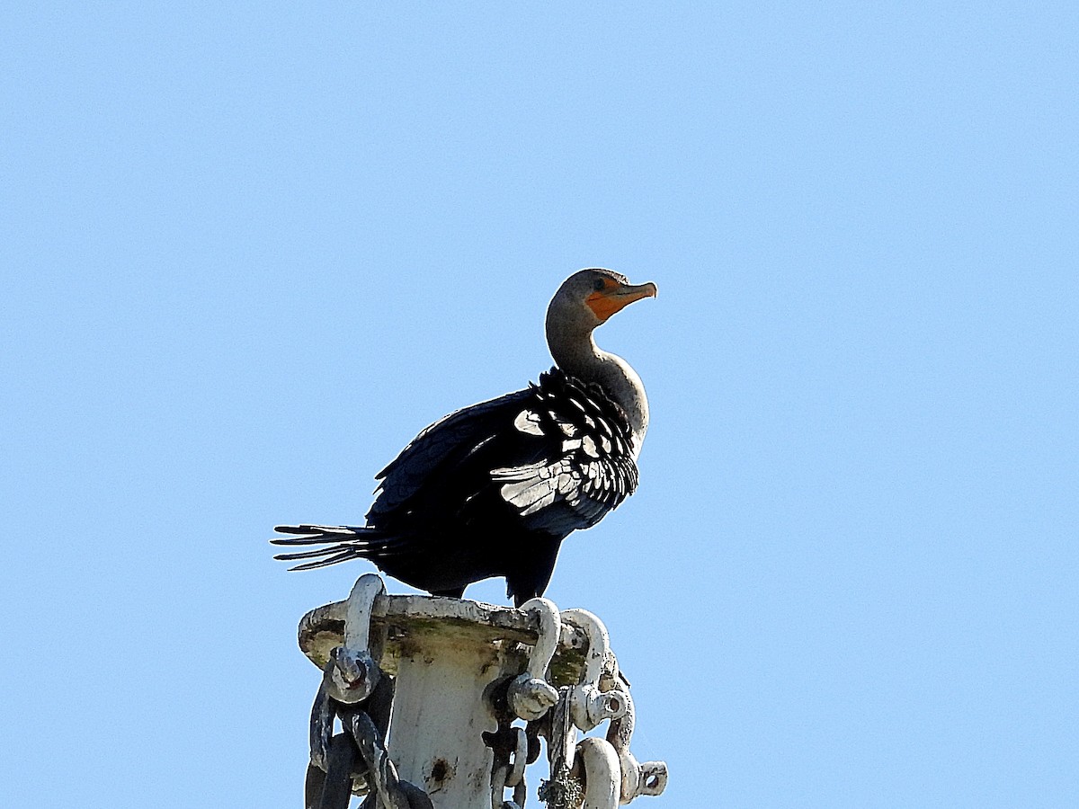 Double-crested Cormorant - ML643195144
