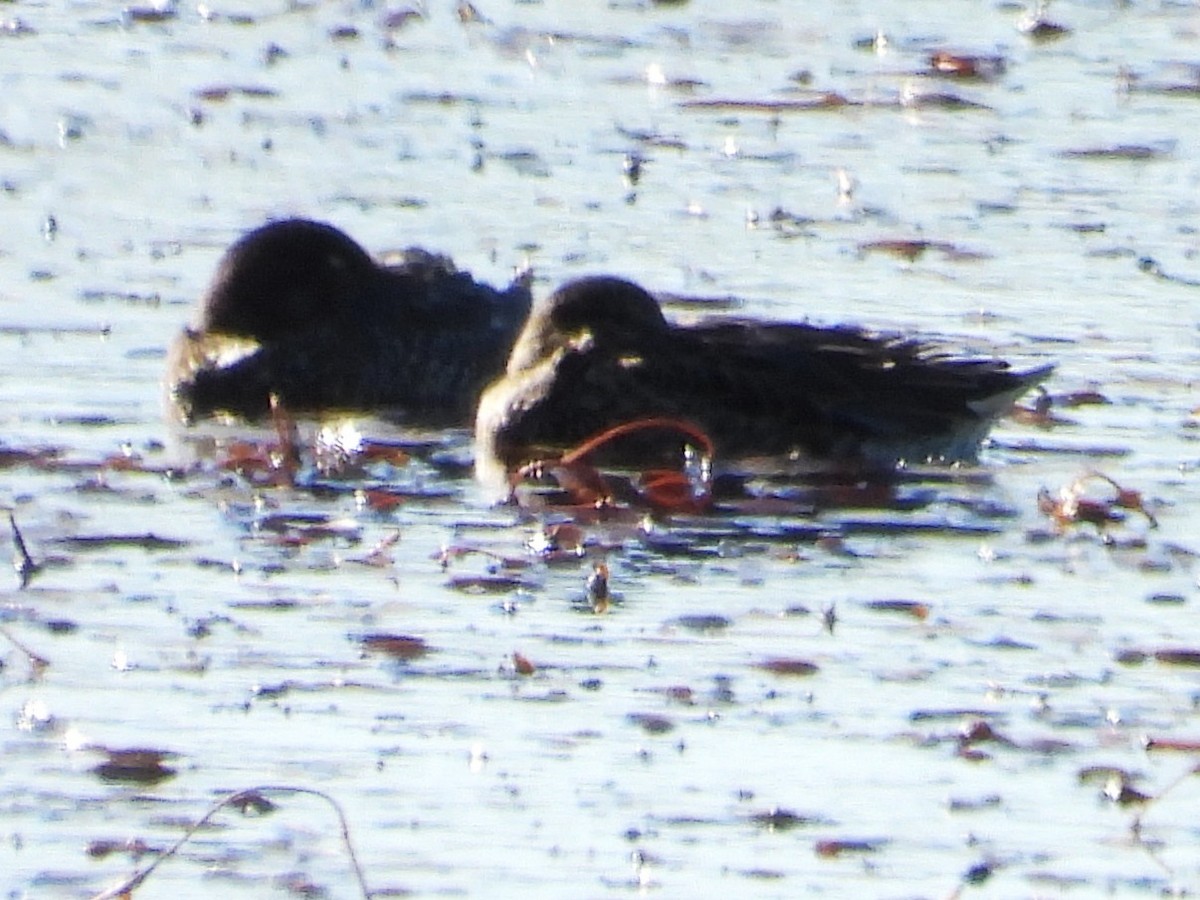 Green-winged Teal - ML643195145